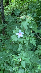 Hibiscus syriacus