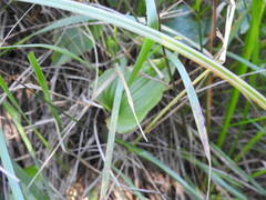 Maianthemum dilatatum