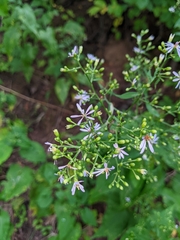 Symphyotrichum cordifolium