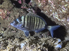 Diplodus puntazzo