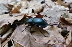 Carabus glabratus