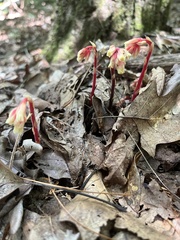 Monotropa hypopitys