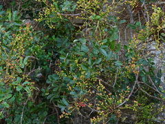 Pistacia terebinthus