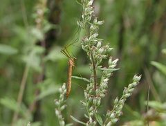 Nephrotoma ferruginea