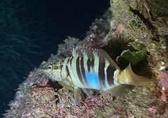 Serranus scriba