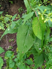 Symphyotrichum cordifolium