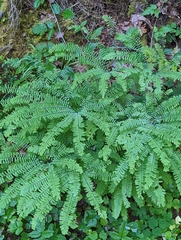 Adiantum aleuticum