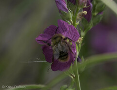 Bombus mixtus
