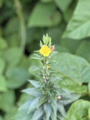 Oenothera parviflora