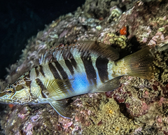 Serranus scriba