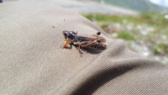 Gomphocerus sibiricus