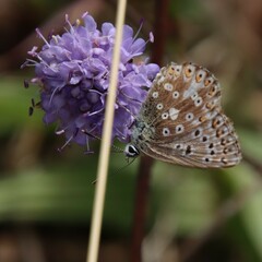 Polyommatus coridon