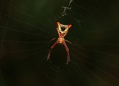 Micrathena sagittata