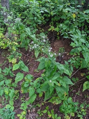 Symphyotrichum cordifolium