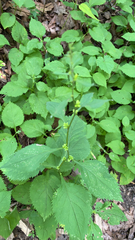 Solidago flexicaulis