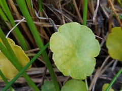 Hydrocotyle vulgaris