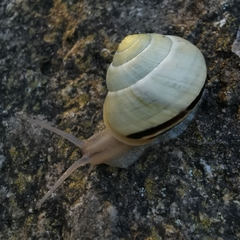 Cepaea