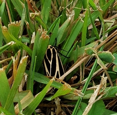 Apantesis