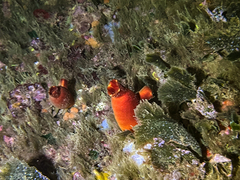 Halocynthia papillosa