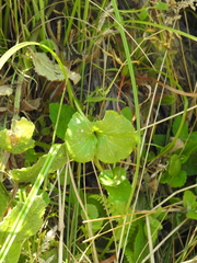 Sidalcea calycosa rhizomata