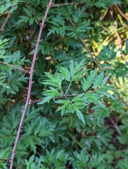 Rubus laciniatus
