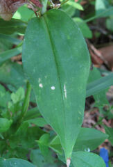 Commelina communis