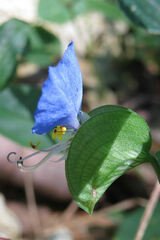 Commelina communis