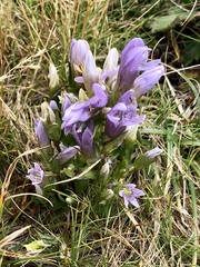 Gentianella ramosa