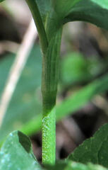 Commelina communis
