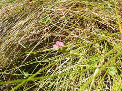 Sidalcea calycosa rhizomata