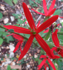 Silene regia