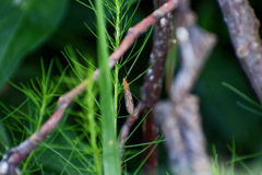 Nephrotoma ferruginea