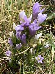 Gentianella ramosa