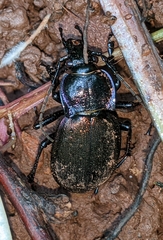 Carabus nemoralis