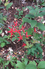 Silene regia