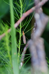 Nephrotoma ferruginea