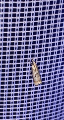 Microcrambus elegans