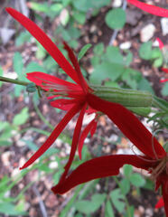 Silene regia