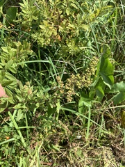 Spiraea alba