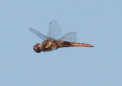 Pantala hymenaea