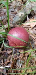 Baorangia bicolor