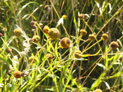 Helenium puberulum