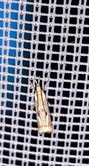 Microcrambus elegans