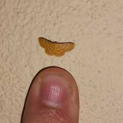 Idaea similinea