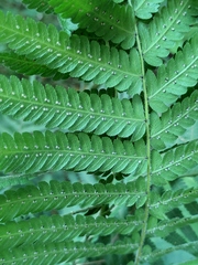 Christella parasitica