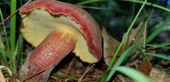 Baorangia bicolor