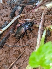 Carabus nemoralis