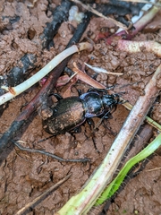 Carabus nemoralis