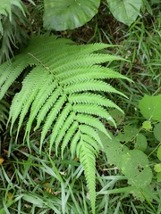 Christella parasitica