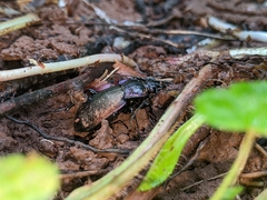 Carabus nemoralis